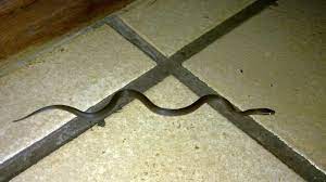 Berikut tips untuk mencegah ular masuk ke rumah kita. Tips Lengkap Cara Mencegah Ular Masuk Rumah Ternyata Ular Tak Takut Garam Lho Tribun Jogja