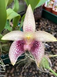 Image result for Bulbophyllum josephi