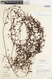 Image result for Xenostegia medium