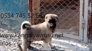 Dirilis Kangal Kopek Ciftligi Kangal Yavrusu Beykoz Istanbul 0554 745 52 5 Tarim Hayvancilik Firmalari Firmasec Com