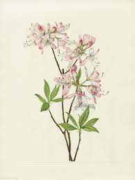 Antique Prints Of Pinkshell Azalea From Walcott North American Wild Flowers 1925 Flower Illustration Botanical Art Flower Art