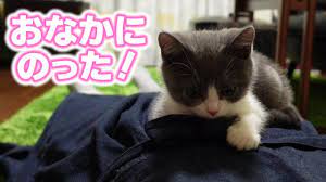 抱っこ嫌いな子猫が急に甘えてお腹に乗ってきました youtube 2021 子猫 お腹 居眠り