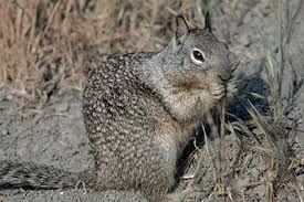 #california ground squirrel #squirrel #rodent #baby animals #flowers #morro rock #this is the end of the squirrel saga #i got no more squirrel pics until further notice #not birds. Ground Squirrels Motomco