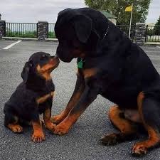 Rottweilers Are Always Black With The Same Brown Markings On Their Chest Face And Paws Rottweiler Dog Rottweiler Dogs