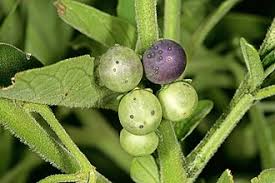Image result for Solanum chenopodioides