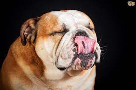 kopeklerde reverse sneezing ters hapsirma nedir patipedia