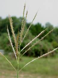 Image result for Bothriochloa radicans