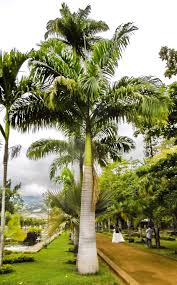 Image result for Roystonea oleracea