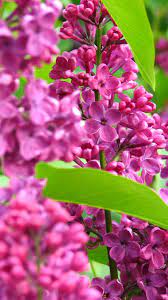 Lilac Festival Rochester Ny Done Flower Beauty Flowers Bloom