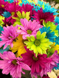 We did not find results for: 80 000 Best Bunch Of Flowers Photos 100 Free Download Pexels Stock Photos