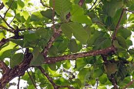 Image result for Hymenodictyon