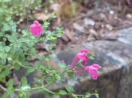 Image result for Scutellaria violascens