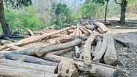 Of illegal logging and reign of terror