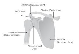 The cervical spine can refer pain to the shoulder/scapular region. Shoulder Arthritis Johns Hopkins Medicine