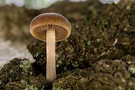Image result for Simocybe centunculus