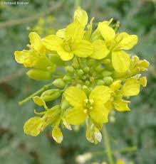 Image result for Erucastrum