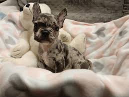 Family raised, well socialized and irresistibly cute, french bulldog puppies bring an amazing vibrancy to any home! French Bulldog Puppies For Sale Indianapolis In 307271