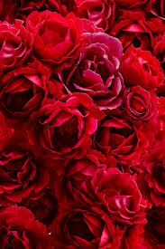 Different color flowers and their meanings. Natural Rose Colors In 2020
