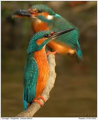 Miami Dolphin Birds Pet Birds Pretty Birds Common Kingfisher