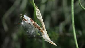 Image result for Cynanchum mulanjense