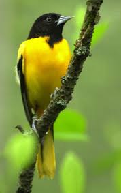 Bird With Black And Yellow Feathers Baltimore Oriole Unusual Animals Beautiful Birds Orioles