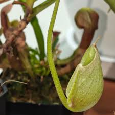 Image result for Nephrangis