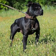 pin em pit bull raca