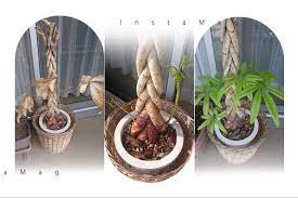 ミネラルの凄さを実感 枯れた観葉植物が復活する 観葉植物 手作り アロマ パキラ