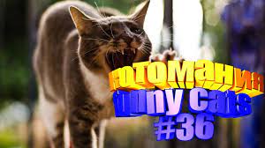smeshnye koty prikoly s kotami video pro kotov kotomaniya 36 cats animals