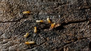 We did not find results for: What Are The Termites How Can Get Rid Of