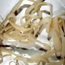 lentochnye glisty u sobak foto simptomy i lechenie kak vyvesti i izbavitsya ot nih