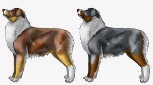 Australian shepherd bernese mountain dog. Australian Shepherd Bernese Mountain Dog 1000x509 Png Download Pngkit