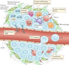 Is stage 4 lung cancer curable? Immunotherapeutic Approaches For Small Cell Lung Cancer Nature Reviews Clinical Oncology