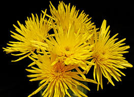 41 east 3rd avenue san mateo, ca 94401. Five Fun Flowers For The Fourth Albuquerque Florist