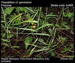 Image result for Paspalidium geminatum