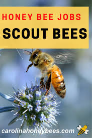 Scout Bees Scouting Behavior In Swarming Bees Bee Bee Facts Different Bees