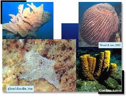 The Calcarious Sponges Class Calcarea Are The Only Group Of Sponges To Have Spicules That Are Made Of Calcium Carbonate Calcarious Sponges Are Often Smaller