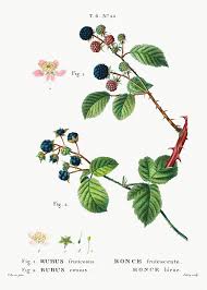 1 Blackberry Rubus Fruticosus 2 Dewberry Rubus Caesius From Trait Eacute Des Arbres Et Arbustes Que Botanical Artwork Plant Illustration Flower Drawing