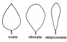 Image result for leaf shape obovate