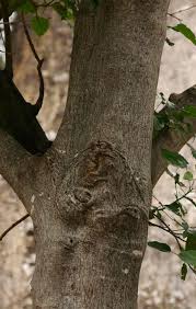 Image result for Croton megalobotrys