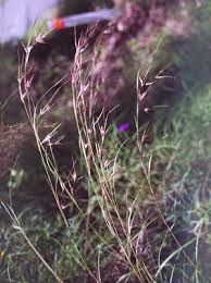 Image result for Themeda triandra
