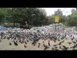 Image result for चिड़िया दाना खाती