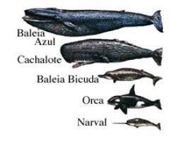 Resultado de imagem para tamanho da baleia azul