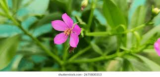 Image result for Talinum tenuissimum