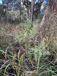 Image result for Eschenbachia