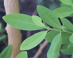 Image result for Aneulophus congoensis