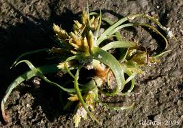 Image result for Cyperus squarrosus