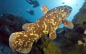 Image result for Coelachne