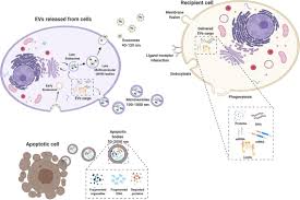 Office manager at sr tan cheng lim & tee singapore. Frontiers Extracellular Vesicles From Perinatal Cells For Anti Inflammatory Therapy Bioengineering And Biotechnology
