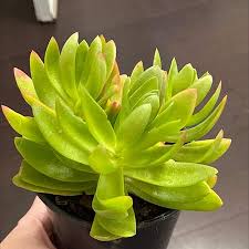 Image result for Crassula capitella
